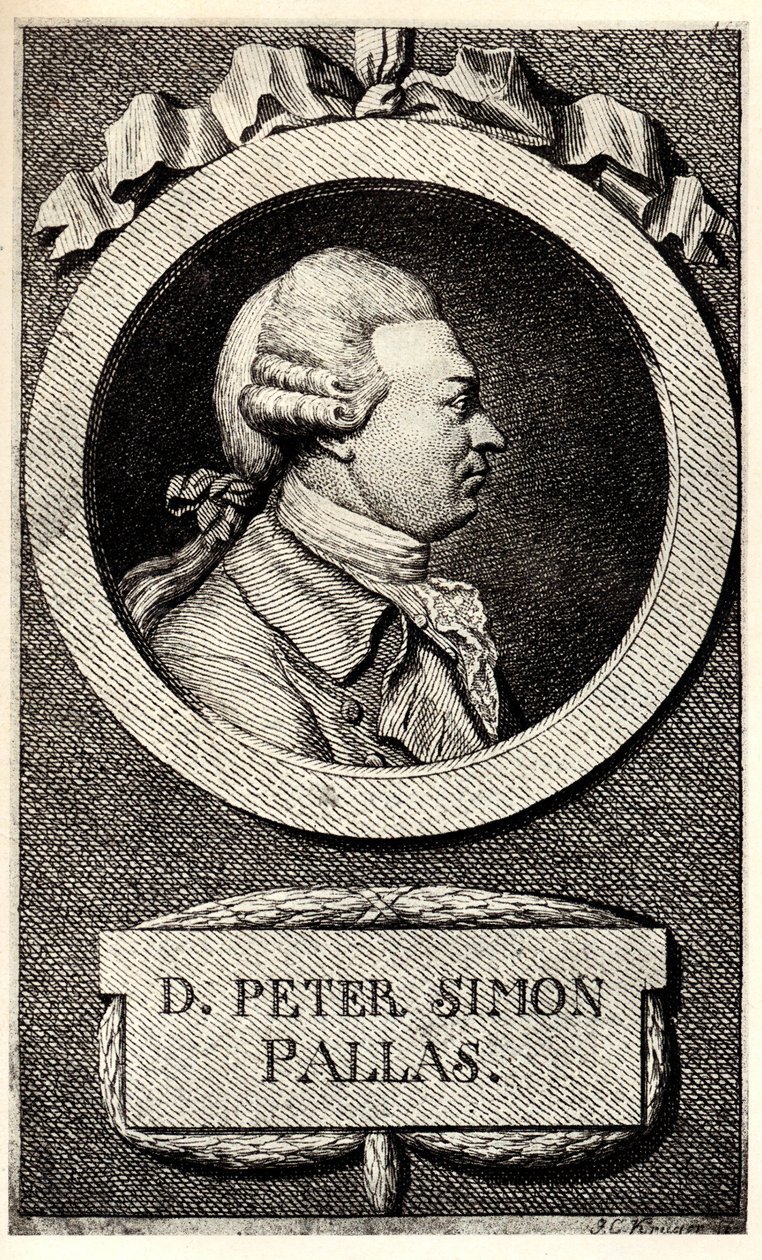 Eläintieteilijä ja kasvitieteilijä Peter Simon Pallaksen muotokuva 1741-1811, 1800-luvun alku. tekijältä Unbekannt
