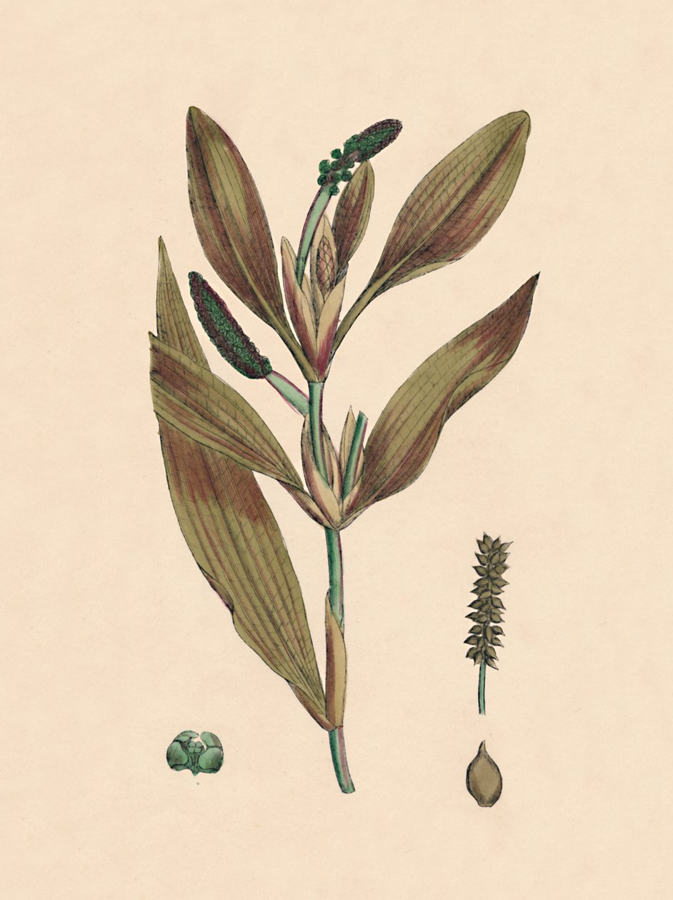 Potamogeton rufescens. Punertava lampiläiskä, 1800-luku tekijältä Unbekannt