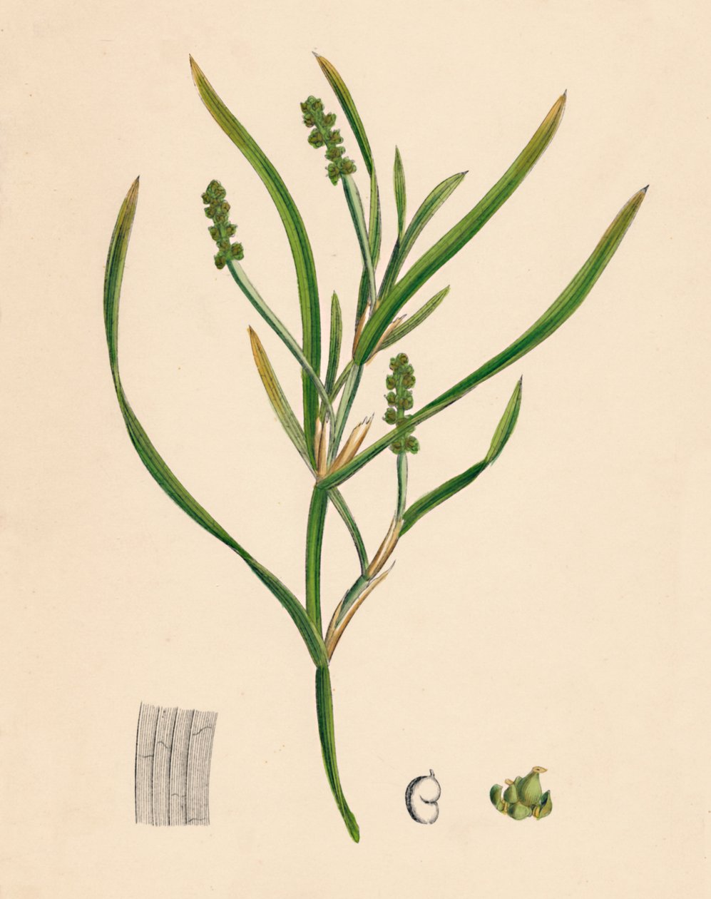 Potamogeton zosterifolius. Ruoho-wrack-lehtinen Pondweed, 18th Century tekijältä Unbekannt