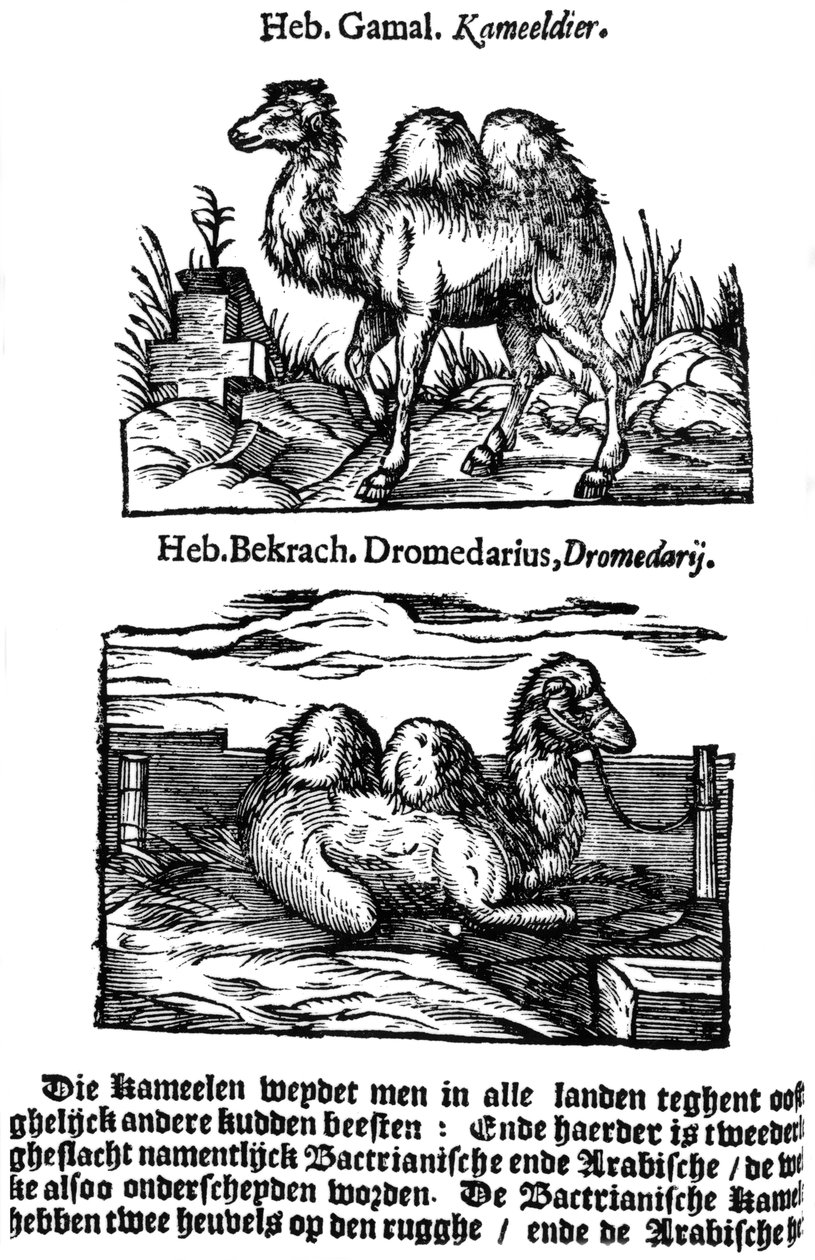 Esibinomiaalinen lajiluokitus, 1644 tekijältä Unbekannt