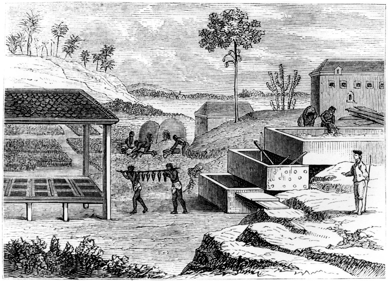Valmistellaan indigoa, Santo Domingo, 1873 tekijältä Unbekannt
