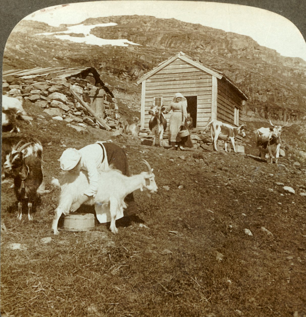 Kauniit norjalaiset tytöt hoitamassa lehmiä ja vuohia Haukelivuorella, Norja, c1905. tekijältä Unbekannt