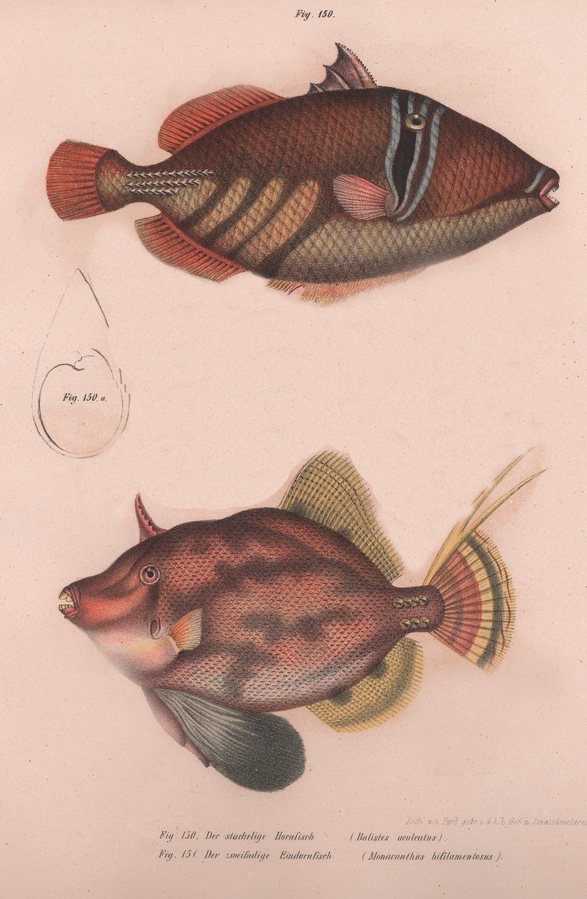 Piikkisarvikala Batistes aculeatus, Monacanthus bifilamentosus, noin 1850-luku tekijältä Unbekannt