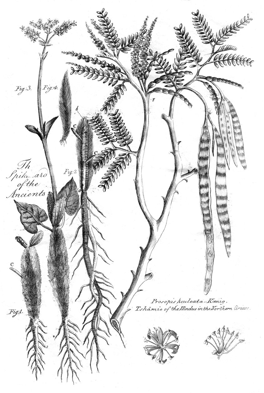 Prosopis Aculeata, 1799 tekijältä Unbekannt