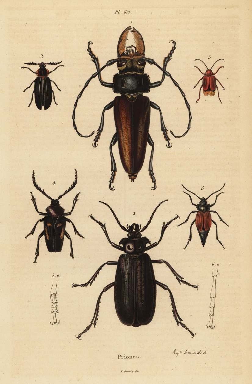 Psalidognathus friendii 1, Madre de la Culebra, Acanthinodera cumingii 2, Allocerus dilaticorne 3, Callipogos barbatus 4, Anacolus sanguineus 5 ja Prionus flavipennis 6 tekijältä Unbekannt