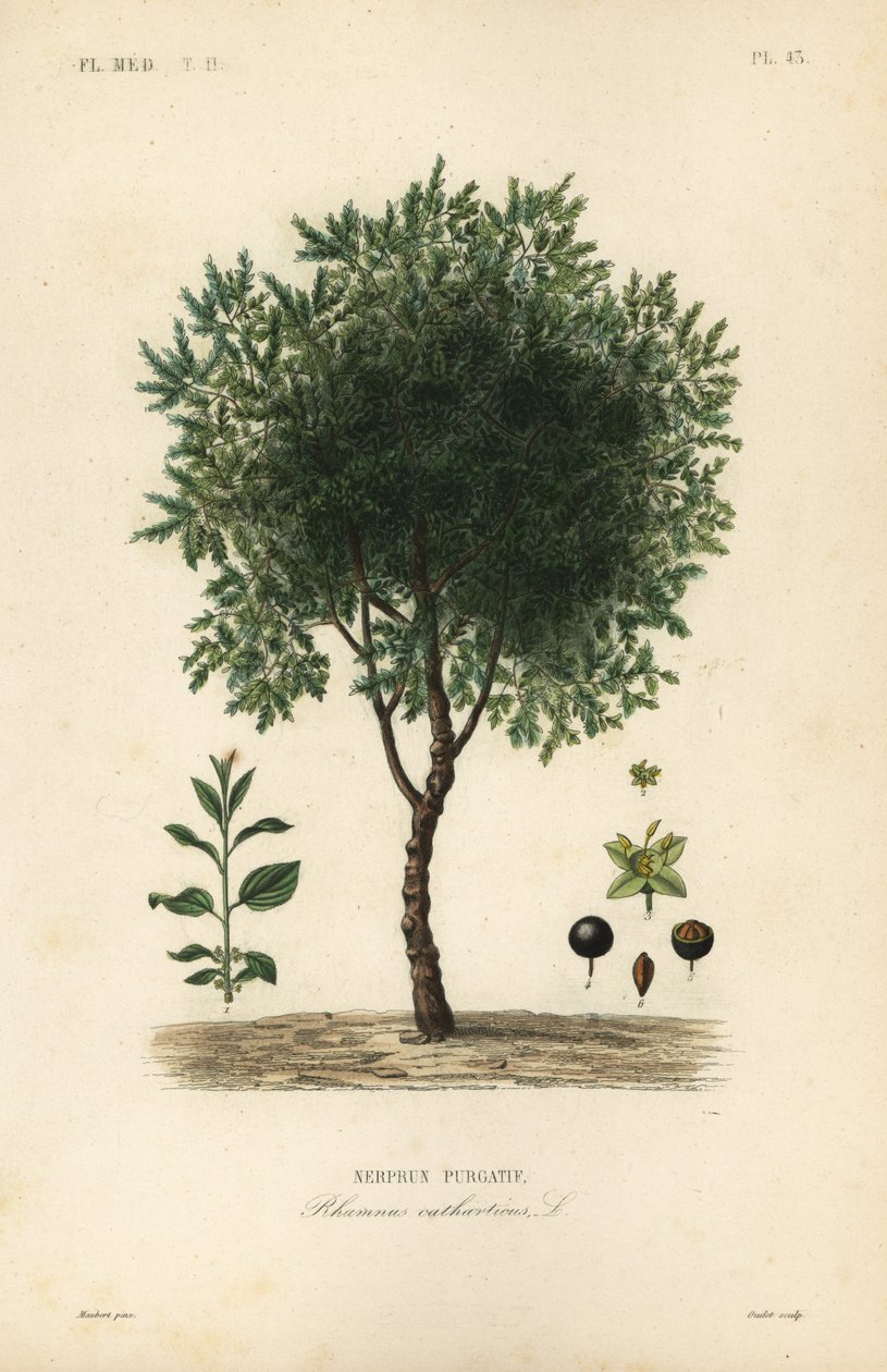 Puhdistava tyrnipuu, Rhamnus cathartica, Rhamnus catharticus, Nerprun purgatif tekijältä Unbekannt