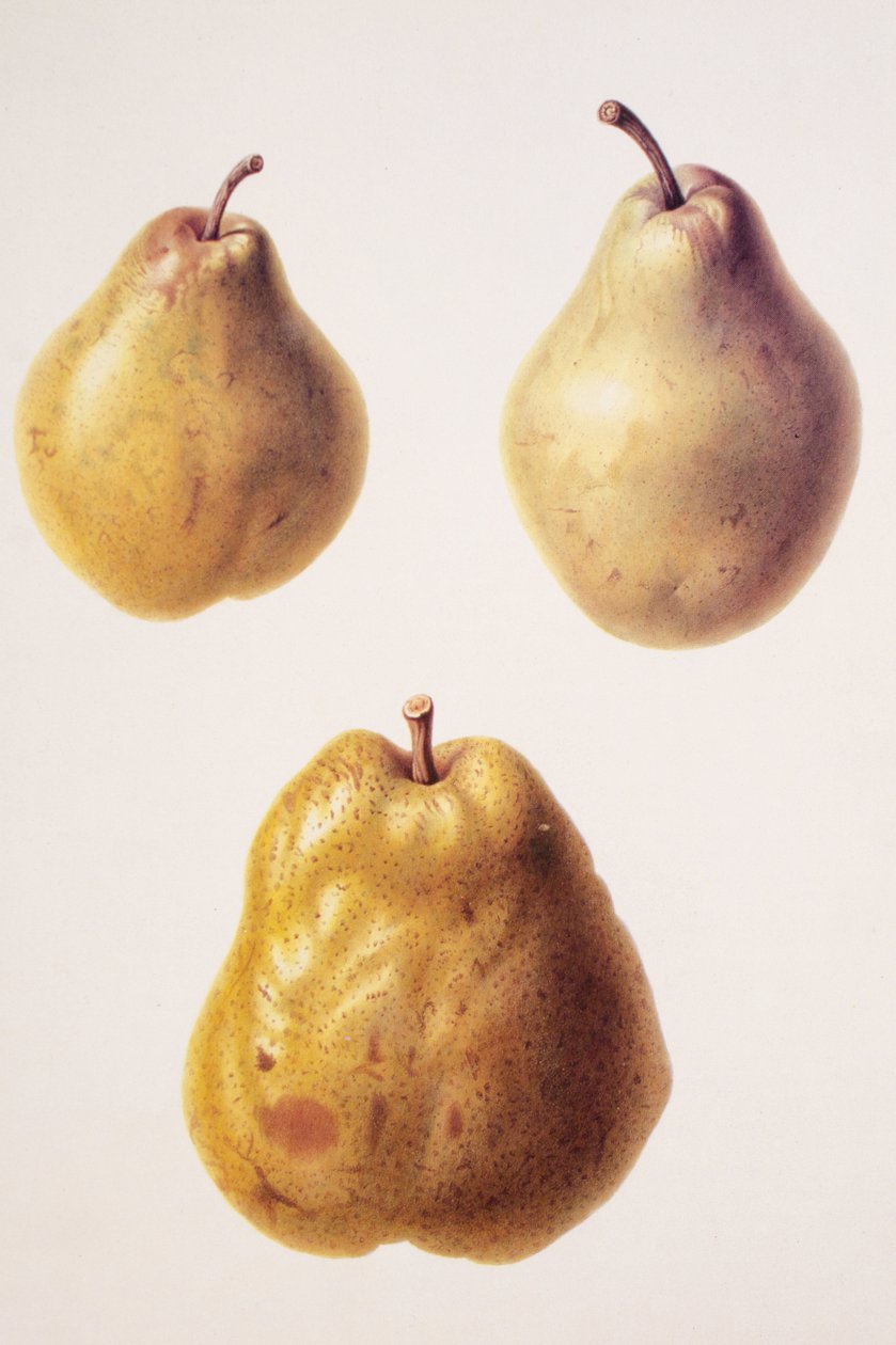 Pyrus communis / Päärynä "Butter d