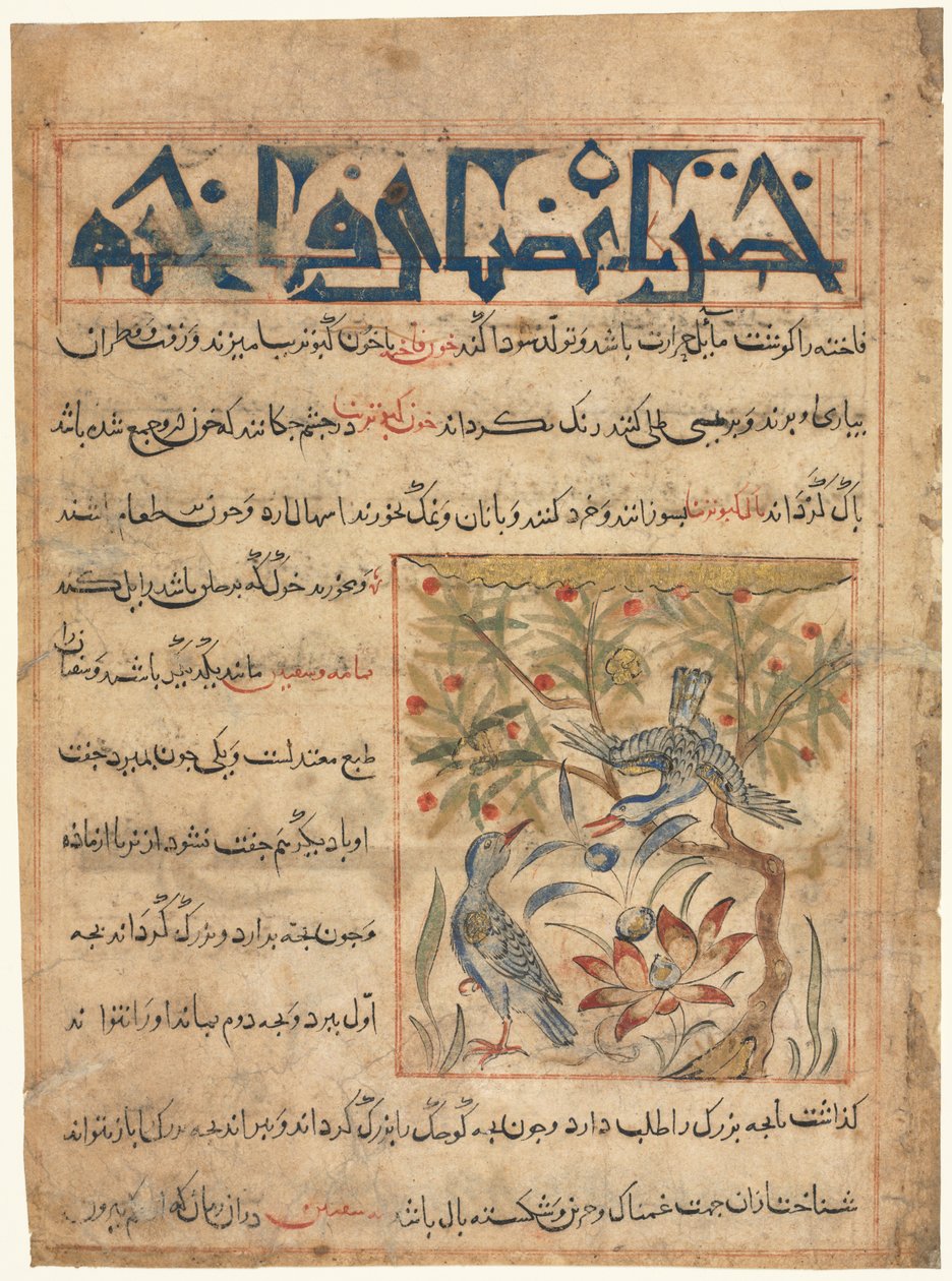 Ringdoves recto:n ominaisuudet Manafi al-Hayawanista Eläinten hyödyllisyydestä, c. 1300. tekijältä Unbekannt