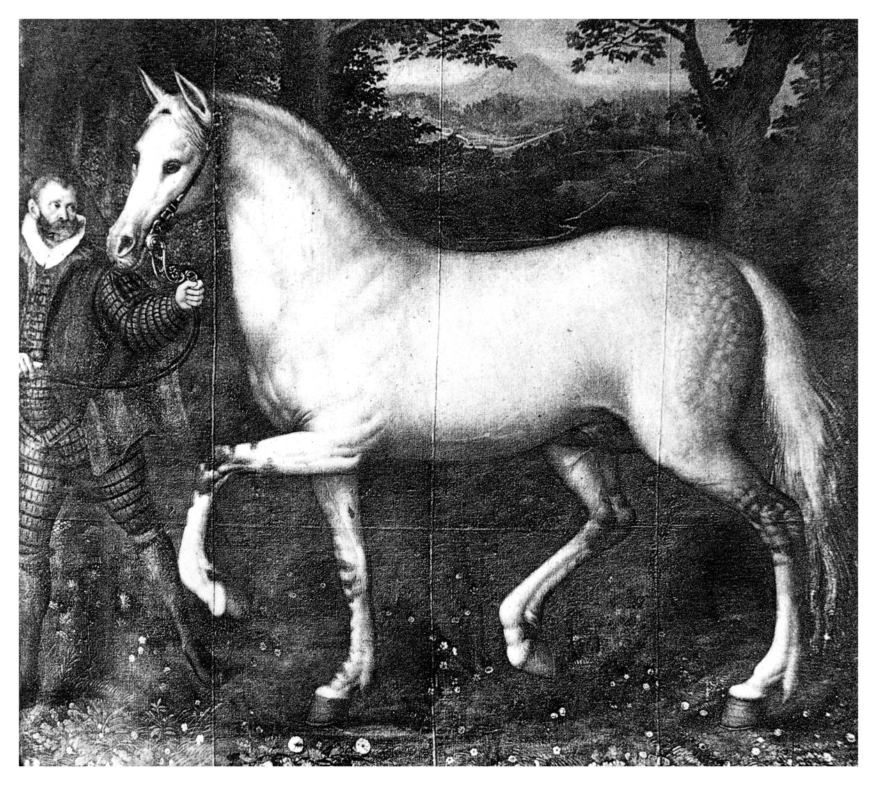 Queen Elizabeth on hevonen, 1896 tekijältä Unbekannt