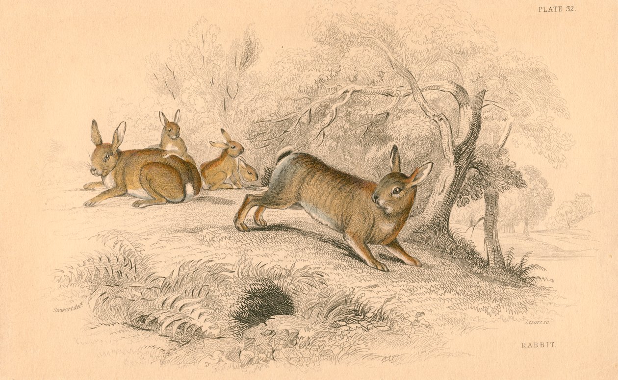 Kani Oryctolagus cuniculus, 1828 tekijältä Unbekannt