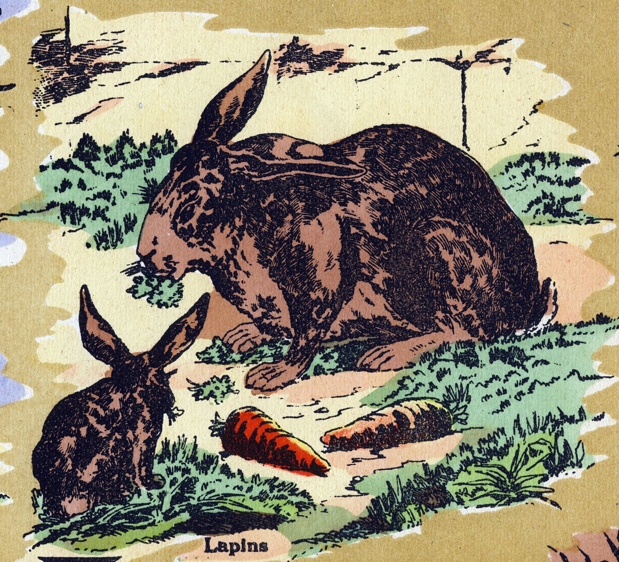Kanit ja porkkanat. Kuvitettu aakkoset. Kuvat yhdistyivät Jarville-Nancyssa 1900-luvun alussa. Mitat: 40 x 29 cm. Litografia bistre-taustalla tekijältä Unbekannt