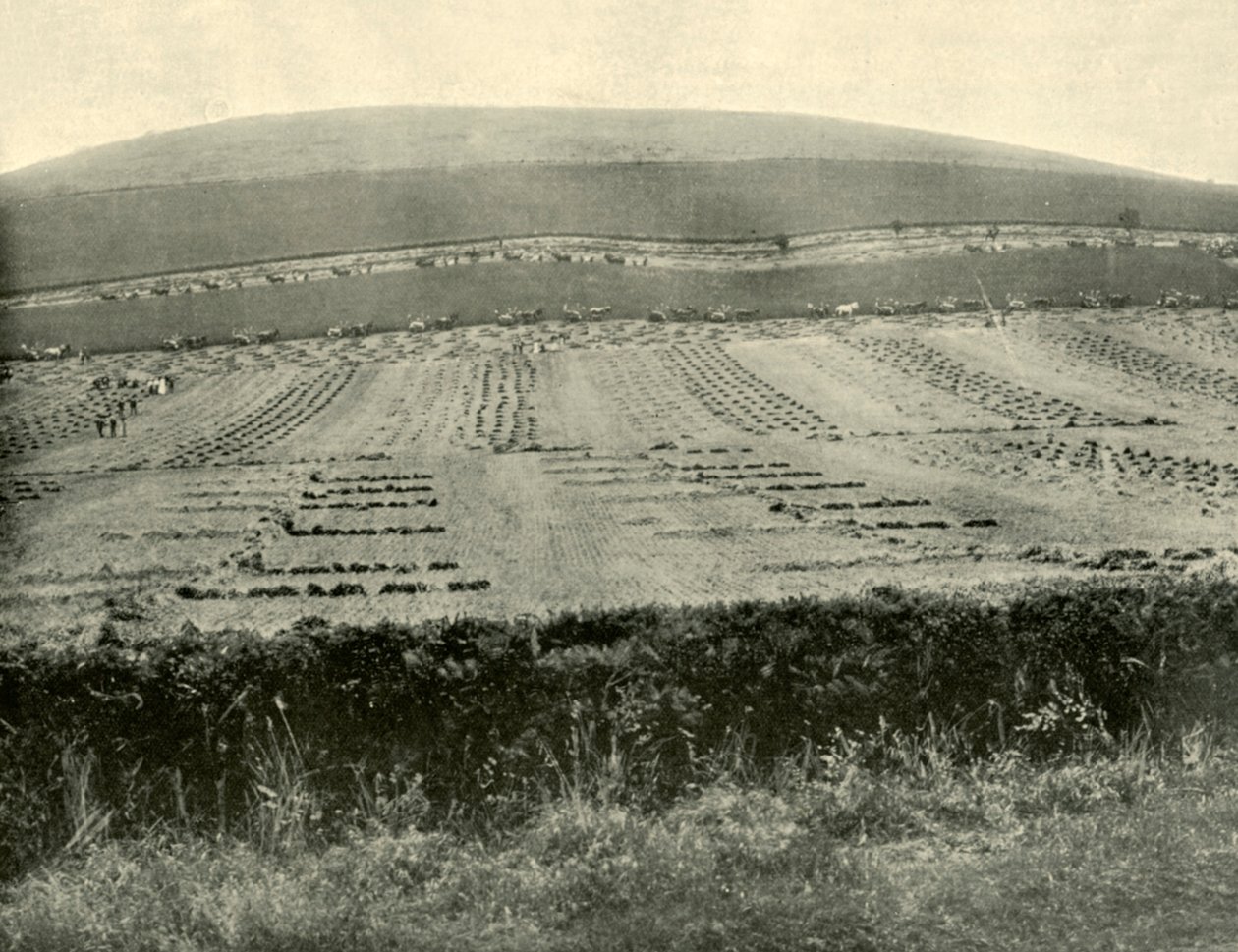 Reaper & Binder Competition, Mount Blowhard, lähellä Ballaratia, 1901. tekijältä Unbekannt