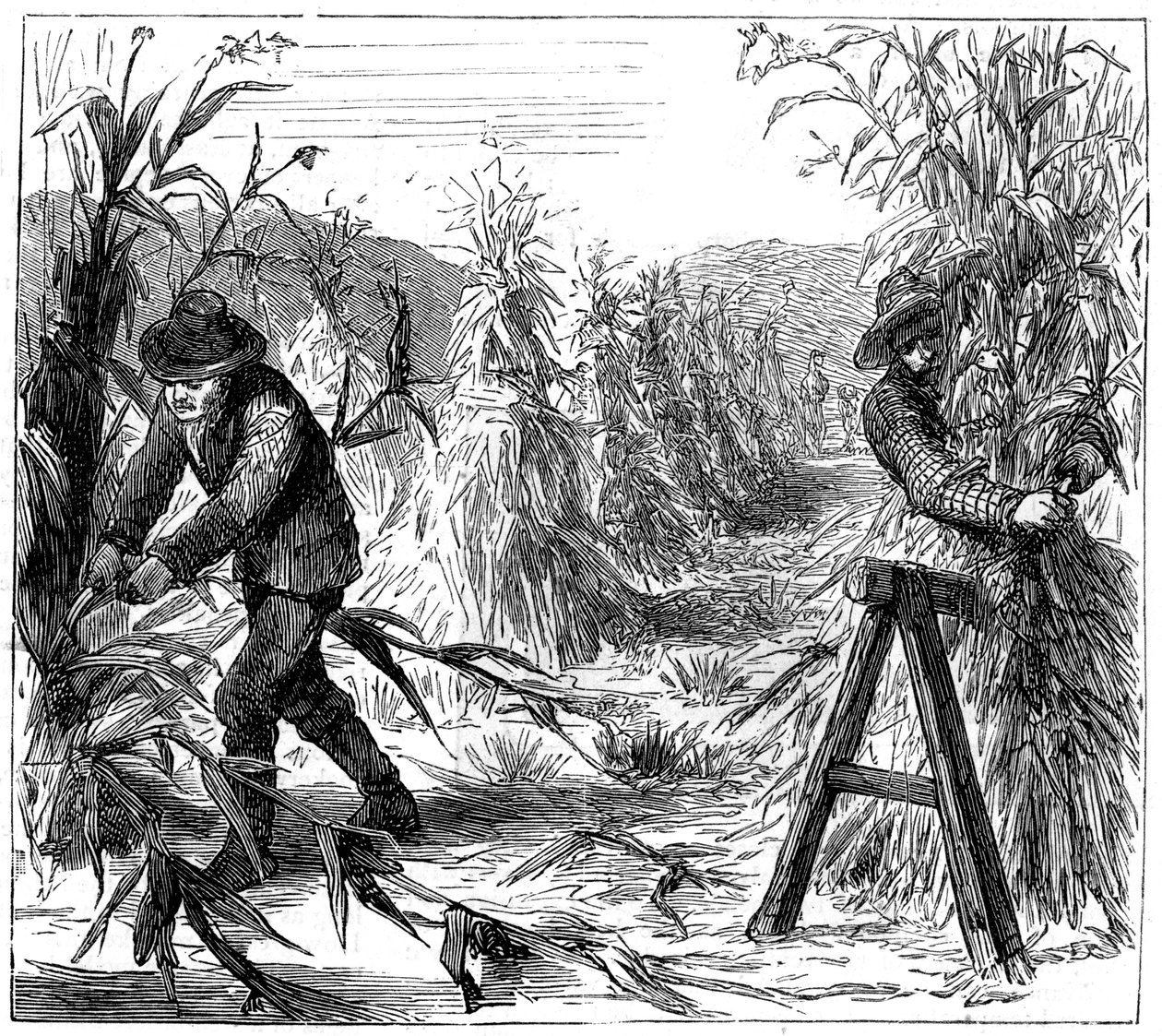 Maissin korjuu ja istuttaminen kuivattavaksi, Lake Drie, Kanada, 1880 tekijältä Unbekannt