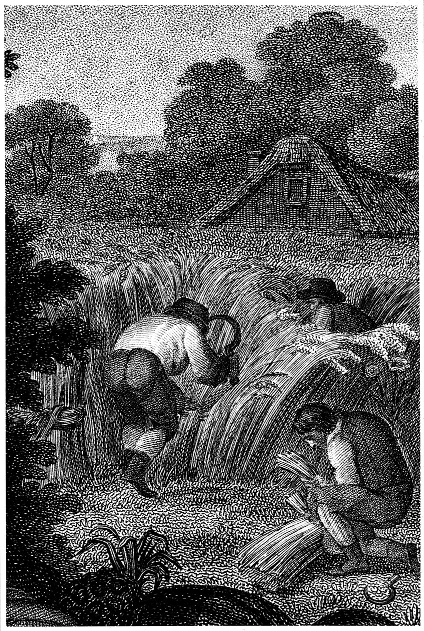 Niitto sirpeillä ja lyhteiden sitominen, Englanti, c1800 tekijältä Unbekannt