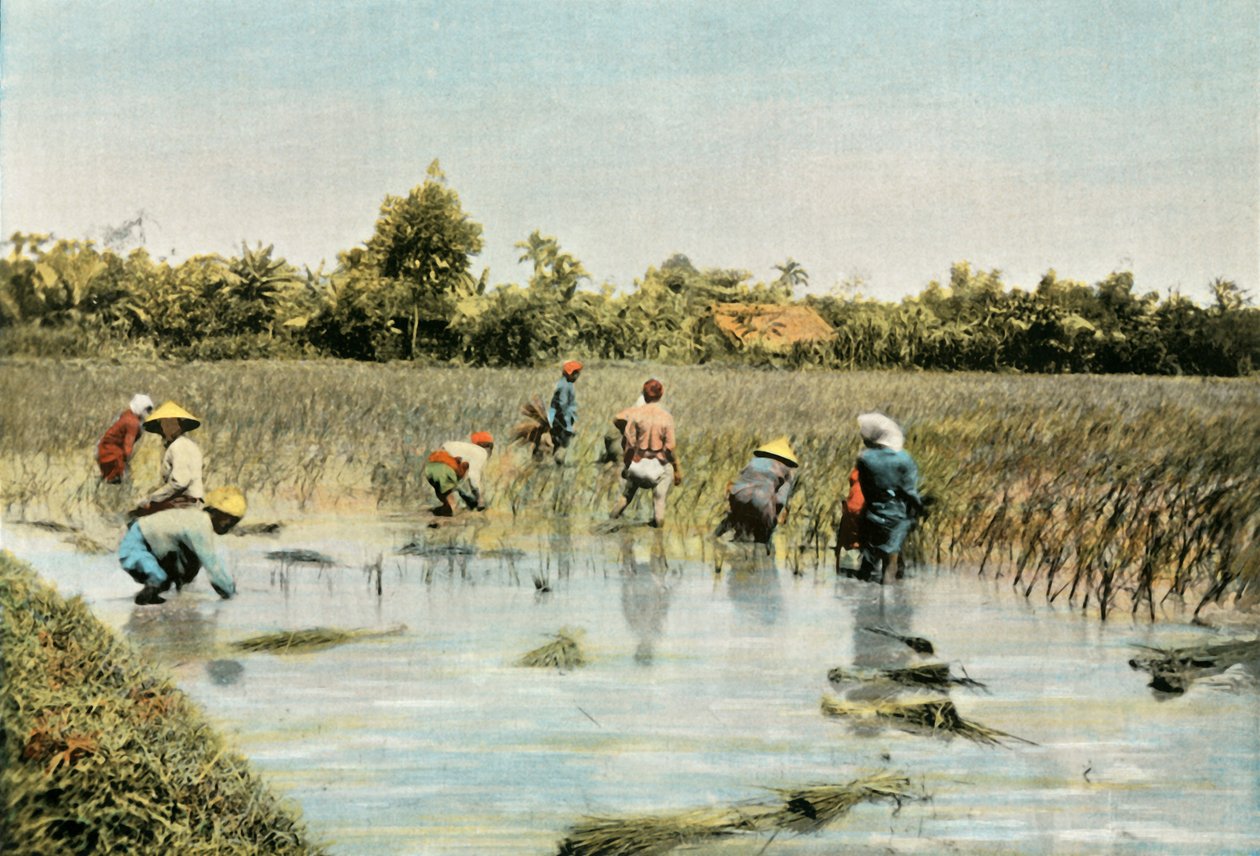 Riisin sadonkorjuu, 1900. tekijältä Unbekannt