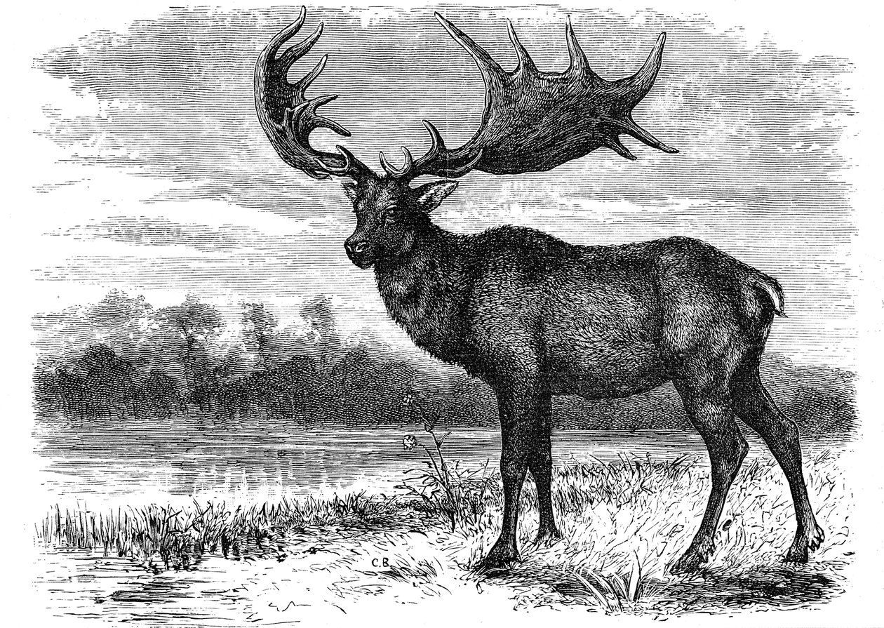Irlannin Megaloceros-hirven rekonstruktio, c1880 tekijältä Unbekannt
