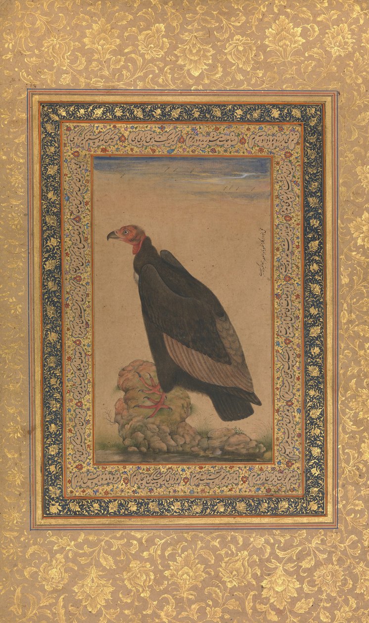 Red-Headed Vulture, Folio Shah Jahan -albumista, recto ja verso: 1800-luvun alku. tekijältä Unbekannt