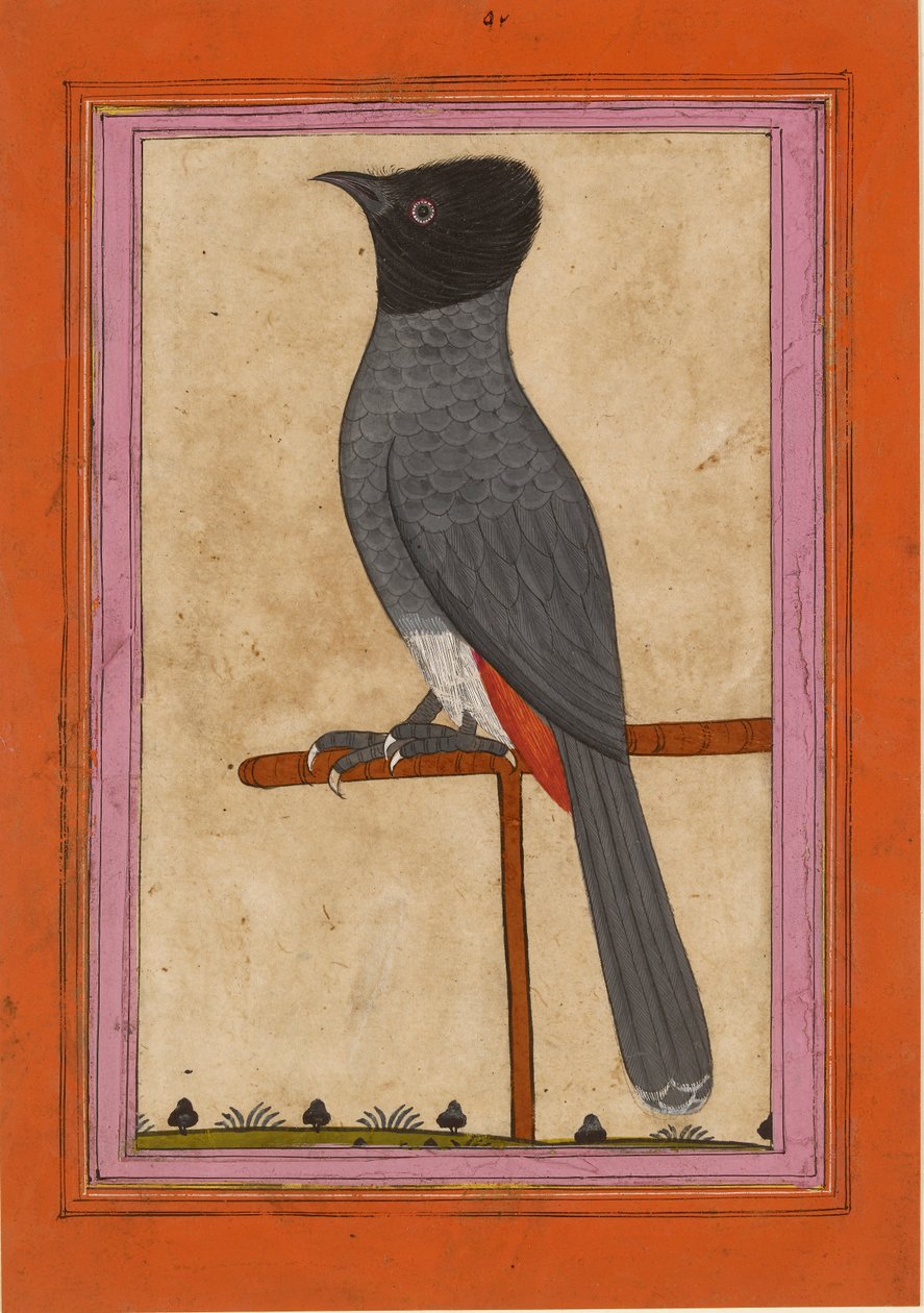 Punainen tuuletettu Bulbul, 1800-luvun alku tekijältä Unbekannt
