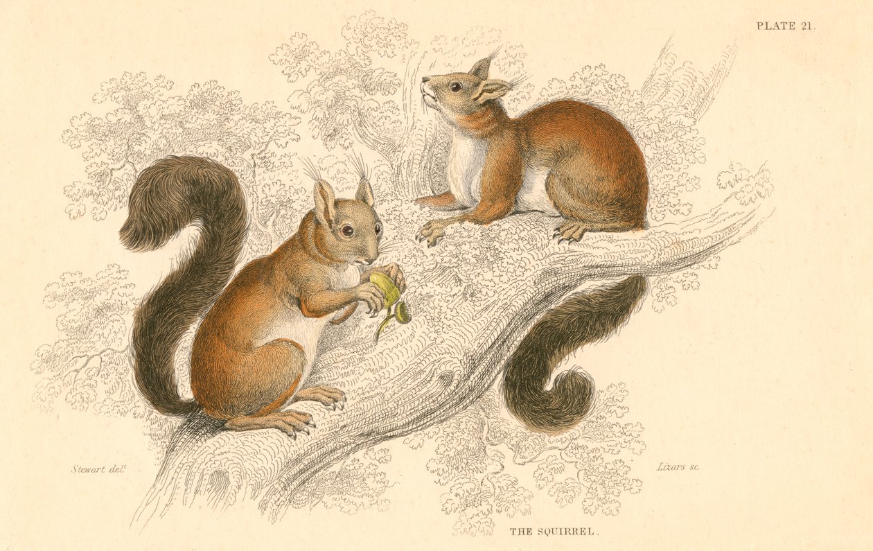 Puna-orava Sciurus vulgaris, puussa elävä jyrsijä, joka on kotoisin Euroopasta ja Aasiasta, 1828 tekijältä Unbekannt