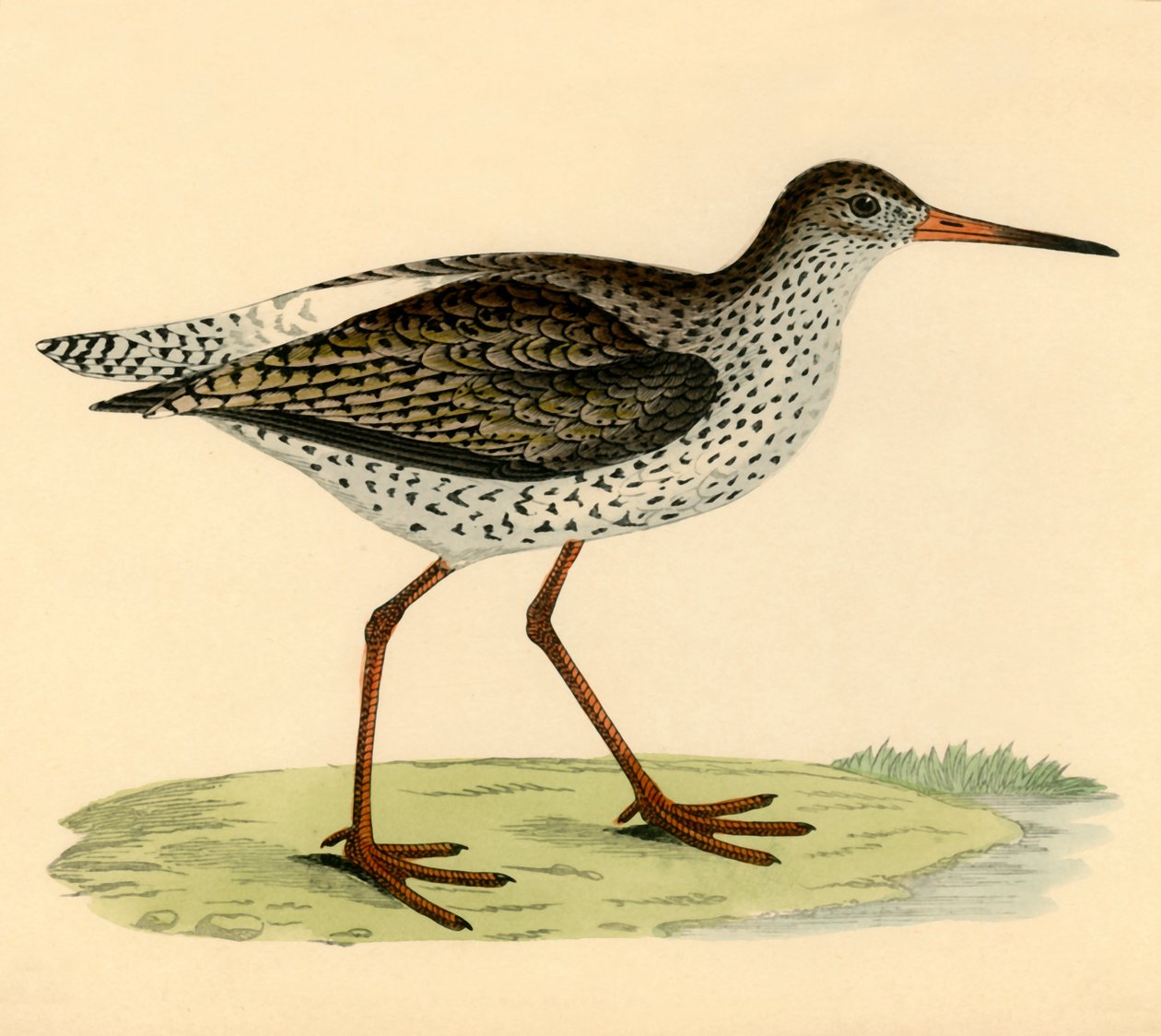 Redshank, 1800-luvun loppu. tekijältä Unbekannt