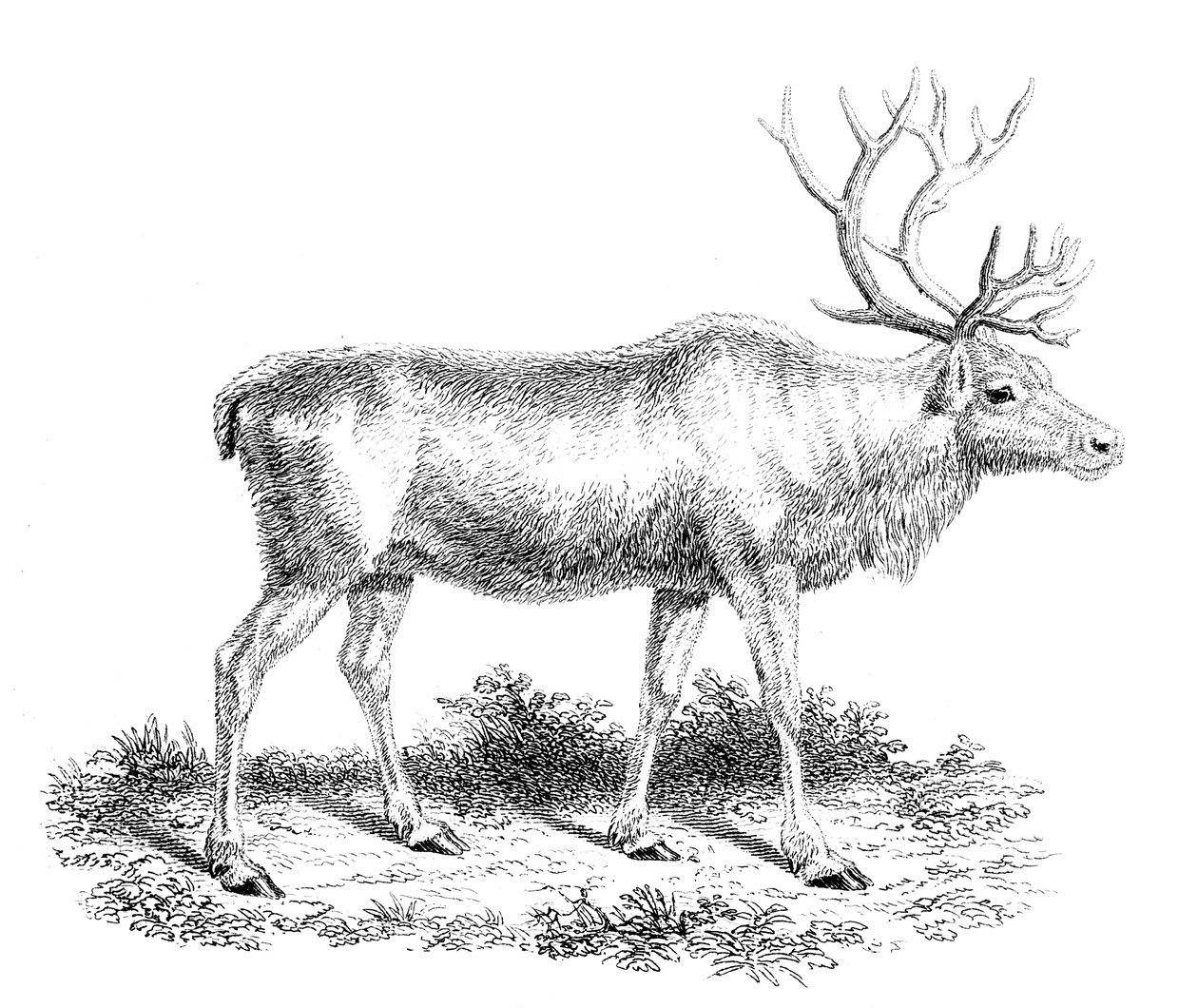 Poro, 1800-luku tekijältä Unbekannt