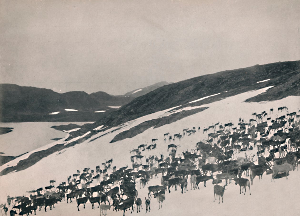 Poro vuorilla, 1914. tekijältä Unbekannt