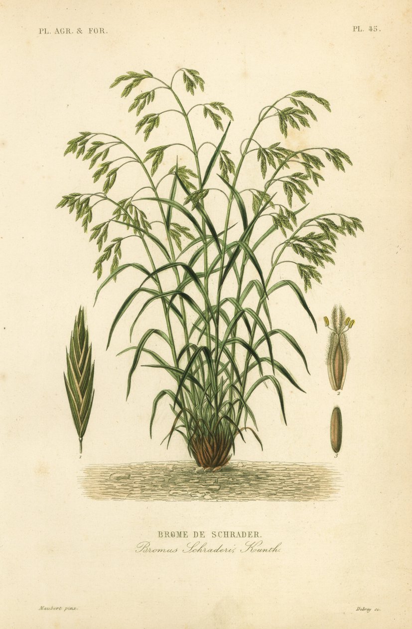 Rescuegrass tai Schraderin bromegrass, Bromus catharticus, Bromus schraderi, Brome de Schrader tekijältä Unbekannt