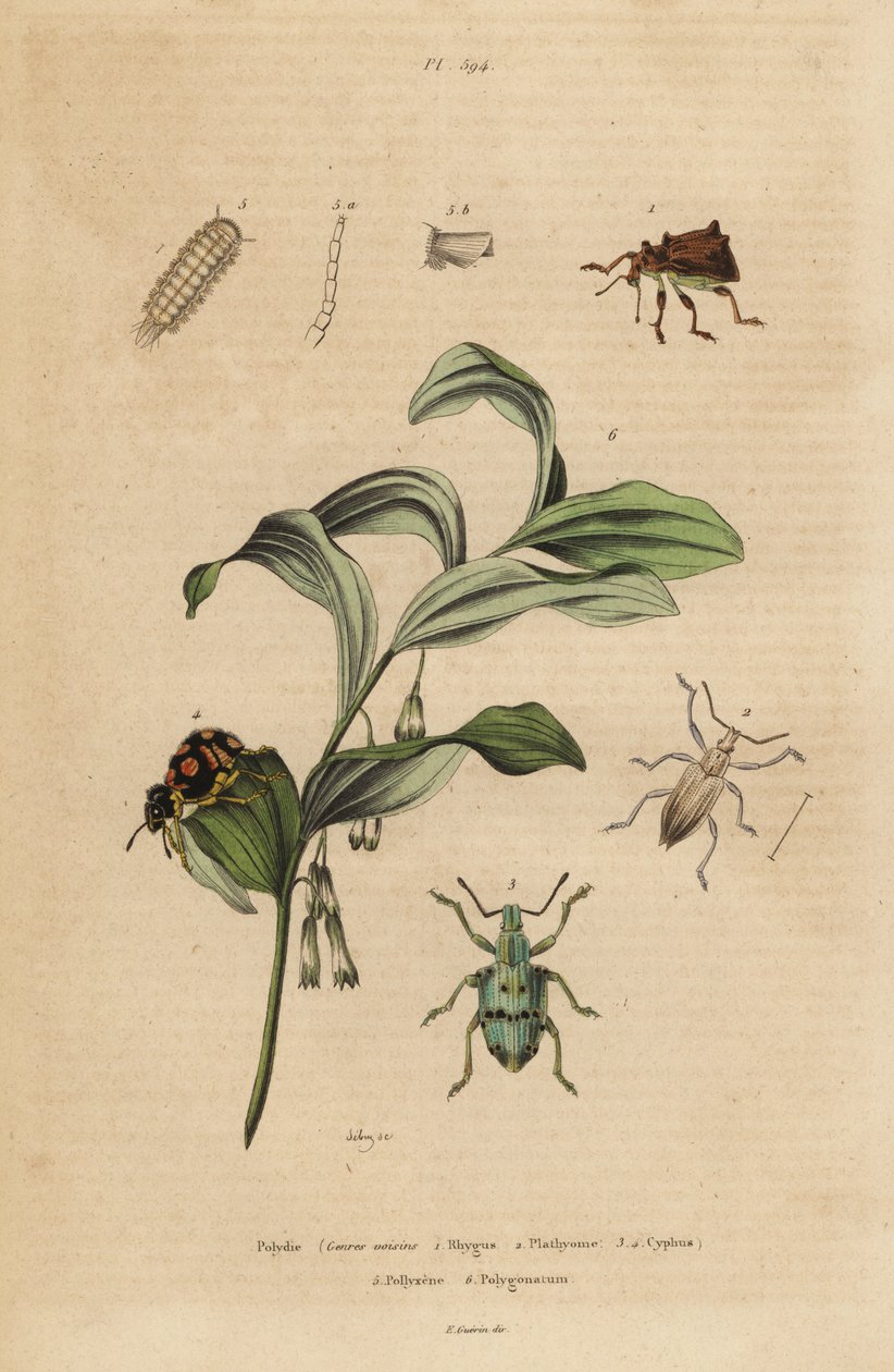 Rhigus-, Platyoma- ja Cyphus-kärkärskä, harjastuhatjalkainen, Polyxenus lagers ja kuningas Salomon hylke, Polygonatum odoratum tekijältä Unbekannt