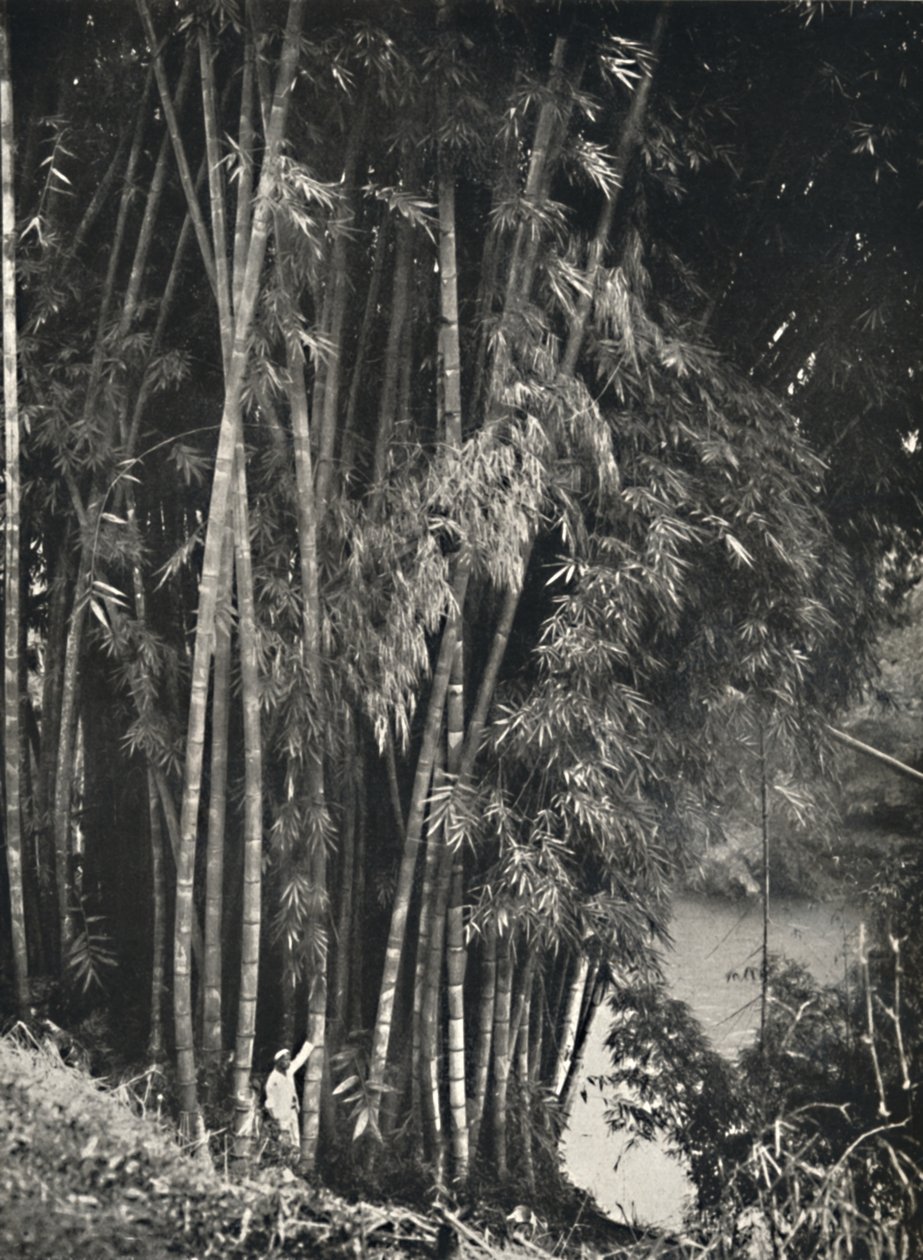 Riesenbambus Dendrocalamus giganteus Peradeniya bei Kandyssa, 1926 tekijältä Unbekannt