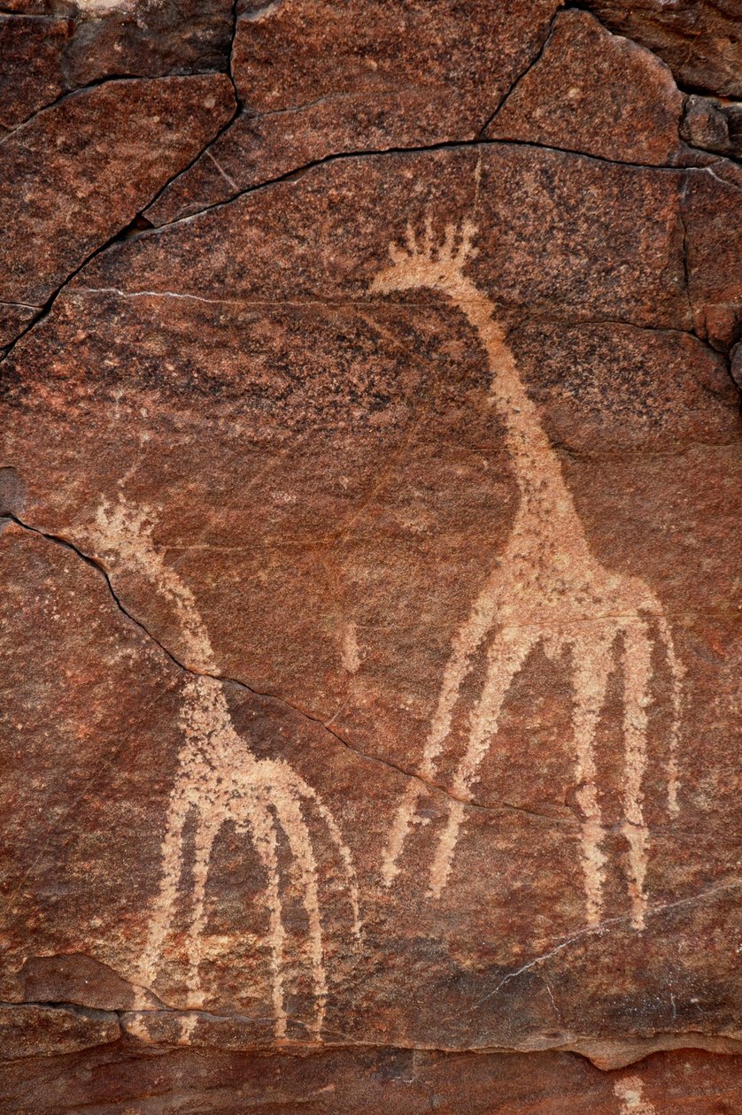 Kalliotaide, esihistoria: Yksityiskohta kirahveista tehdystä kaiverruksesta Uweinatin vuoristossa, Egyptissä. (Ajanjakso 8000-3000 vuotta eKr.). Valokuvaus tekijältä Unbekannt