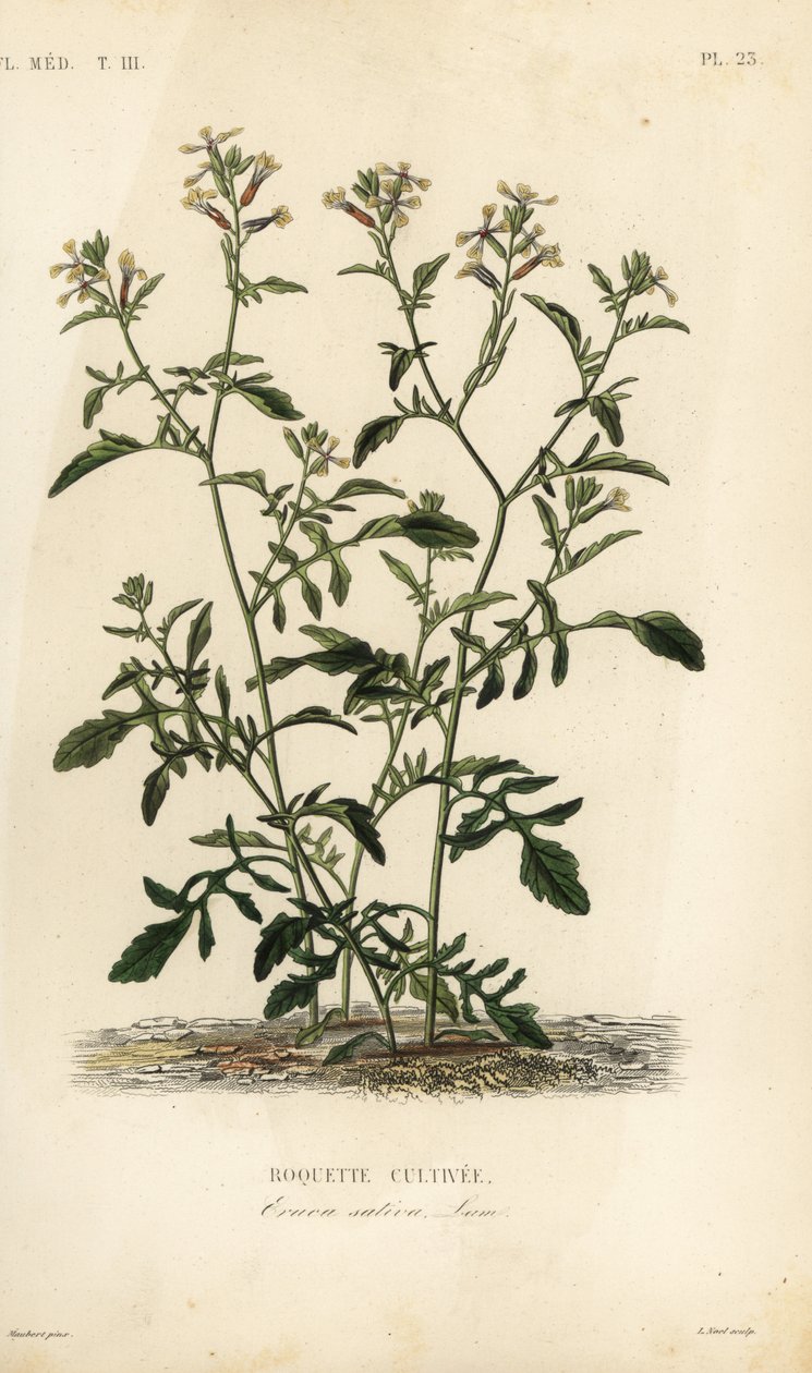 Rocket tai rucola, Eruca vesicaria, Eruca sativa, Roquette cultivare tekijältä Unbekannt