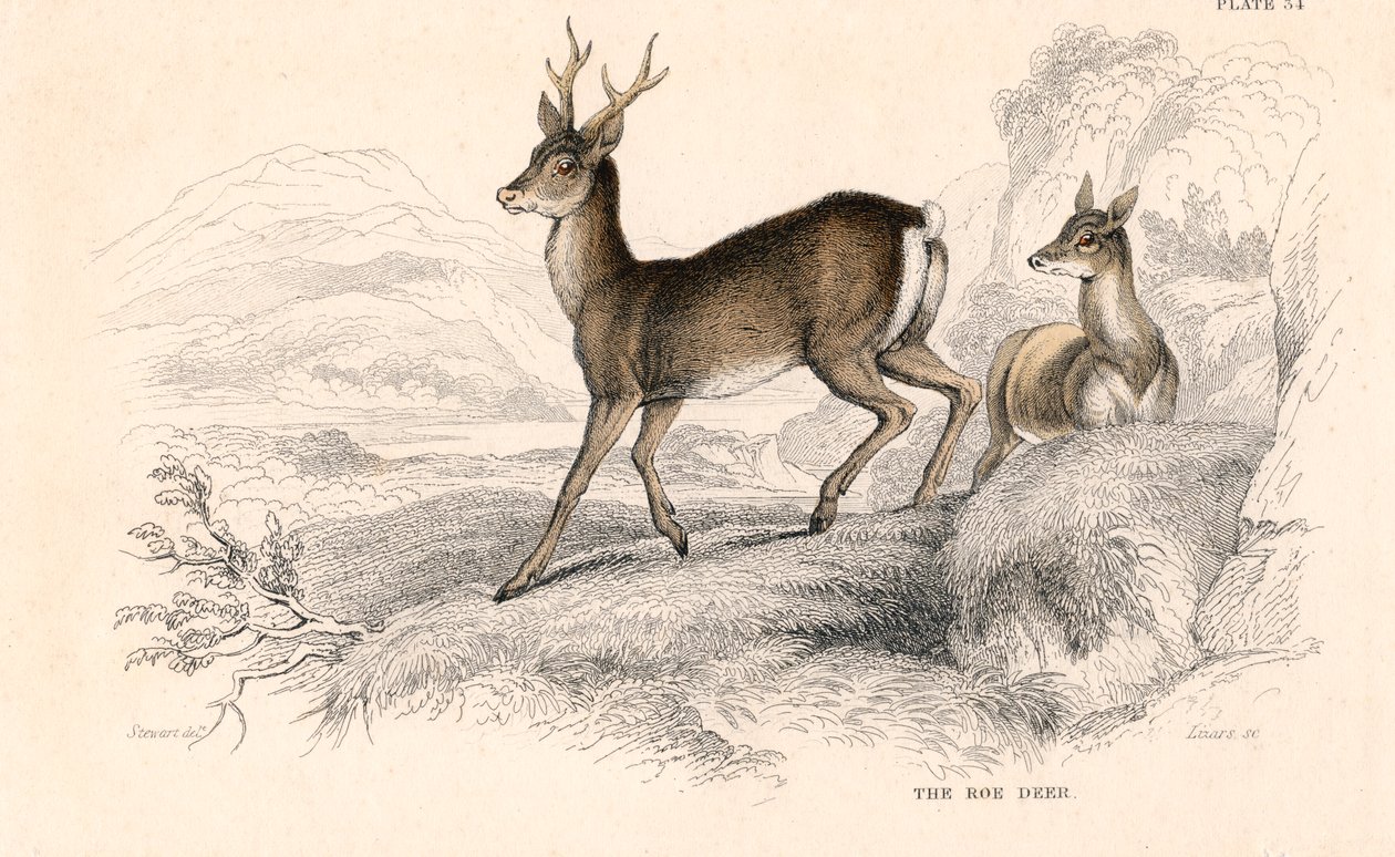 Metsikuuri Capreolus capreolus, Euraasian kauriilaji, 1828 tekijältä Unbekannt
