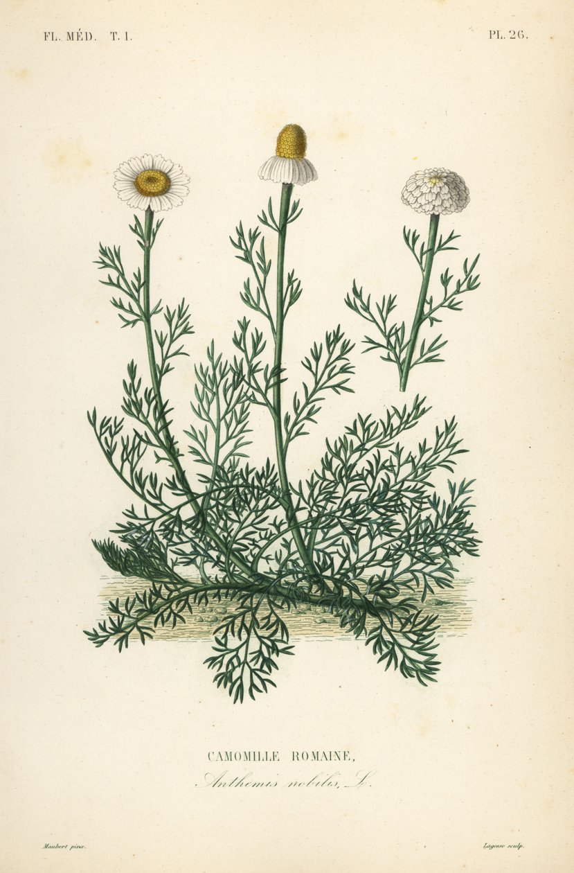 Roomalainen kamomilla tai kamomilla, Chamaemelum nobile, Anthemis nobilis, Camomille romaine tekijältä Unbekannt