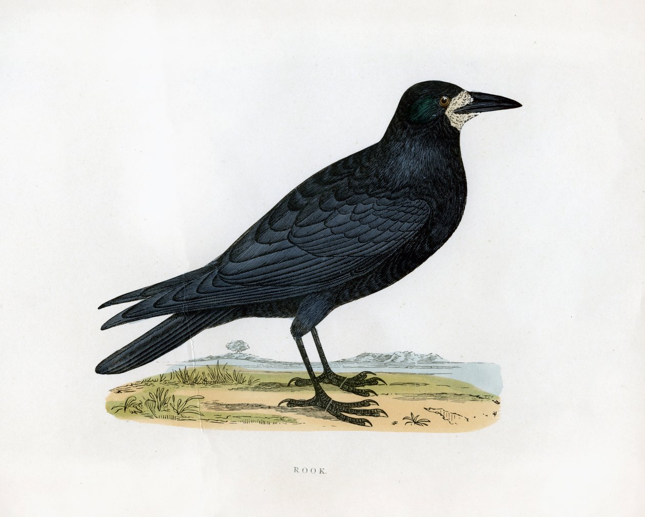 Rook, 1800-luku tekijältä Unbekannt