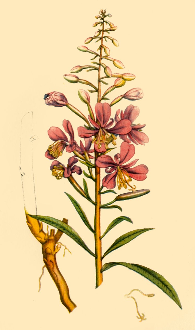 "Rosebay Willowherb", 1700-luvun loppu - 1800-luvun alku, 1944. tekijältä Unbekannt