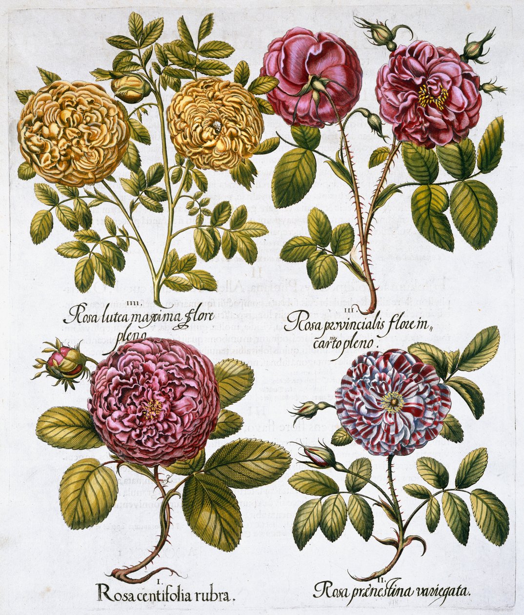 Ruusut, 1613 tekijältä Unbekannt