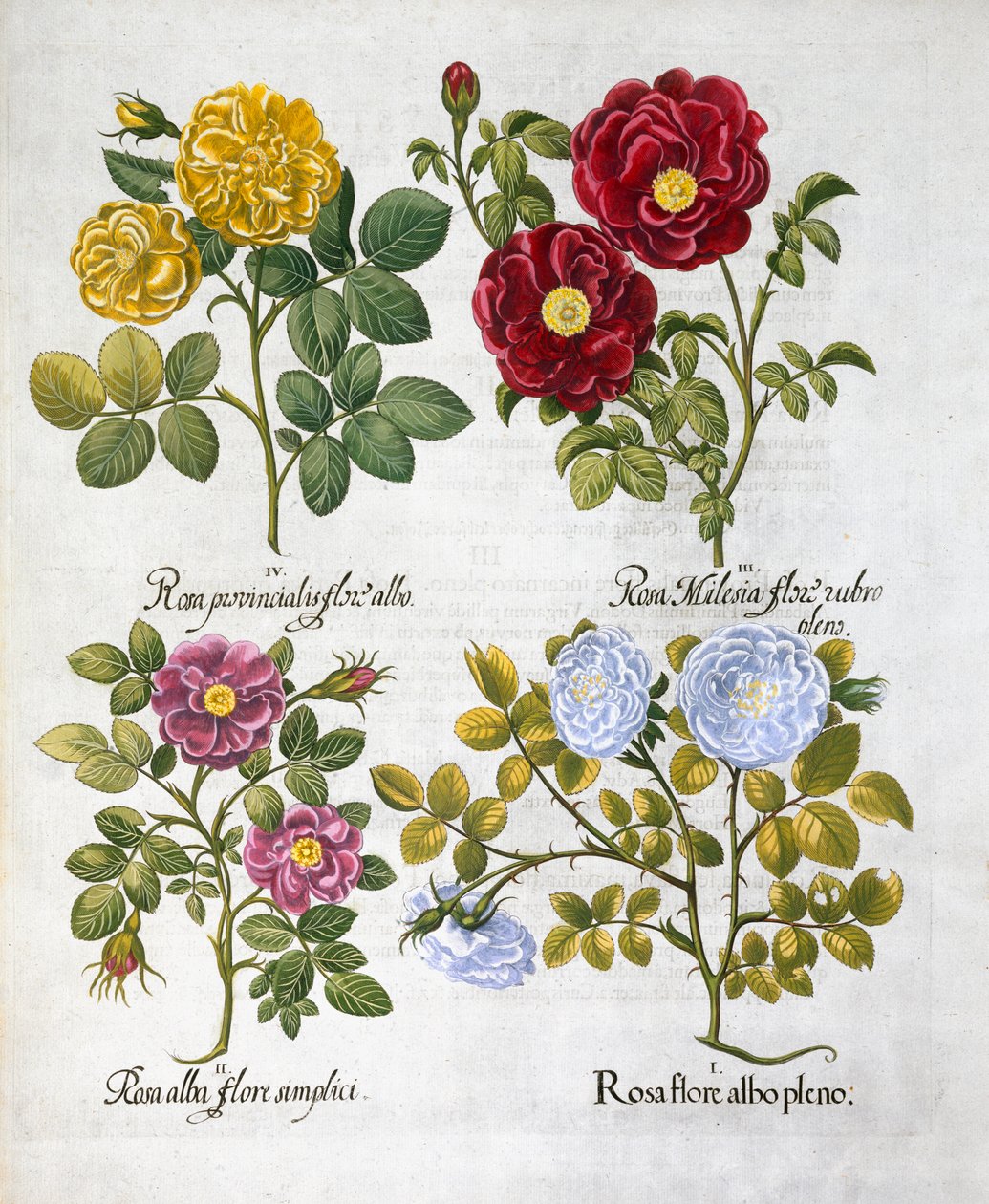 Ruusut, 1613 tekijältä Unbekannt
