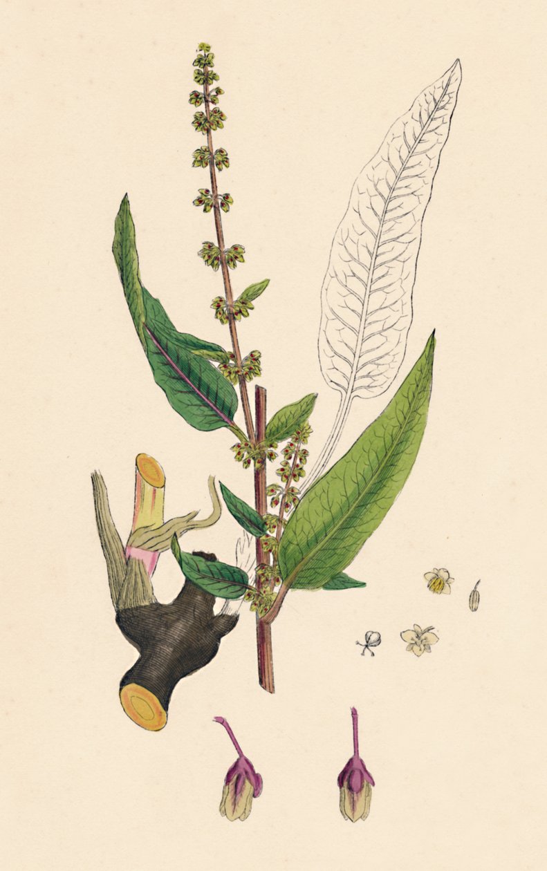 Rumex sanguineus. Verinen telakka, 1800-luku tekijältä Unbekannt