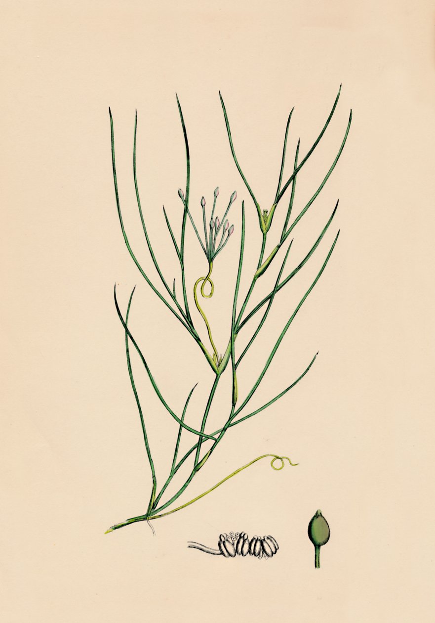 Ruppia spiralis. Suur-Ruppia, 1800-luku tekijältä Unbekannt