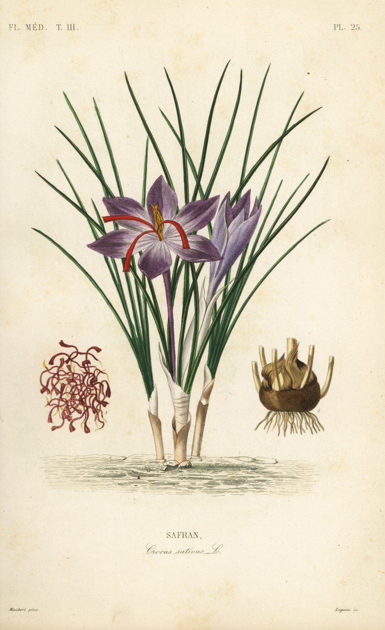 Sahramikrookus, Crocus sativus, Safran tekijältä Unbekannt