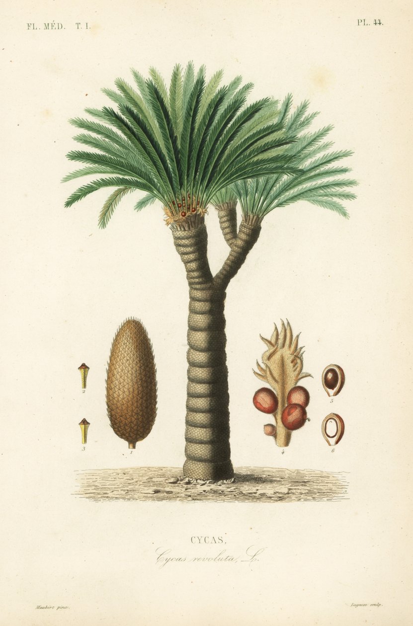 Saagopalmu, kuningassago, saago-sago tai japanilainen saagopalmu, Cycas revoluta, Cycas tekijältä Unbekannt