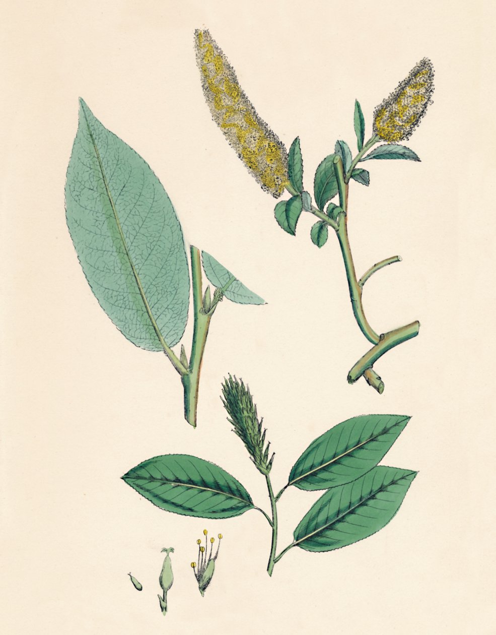 Salix pentandra. Lahdenlehtinen Willow, 1800-luku tekijältä Unbekannt