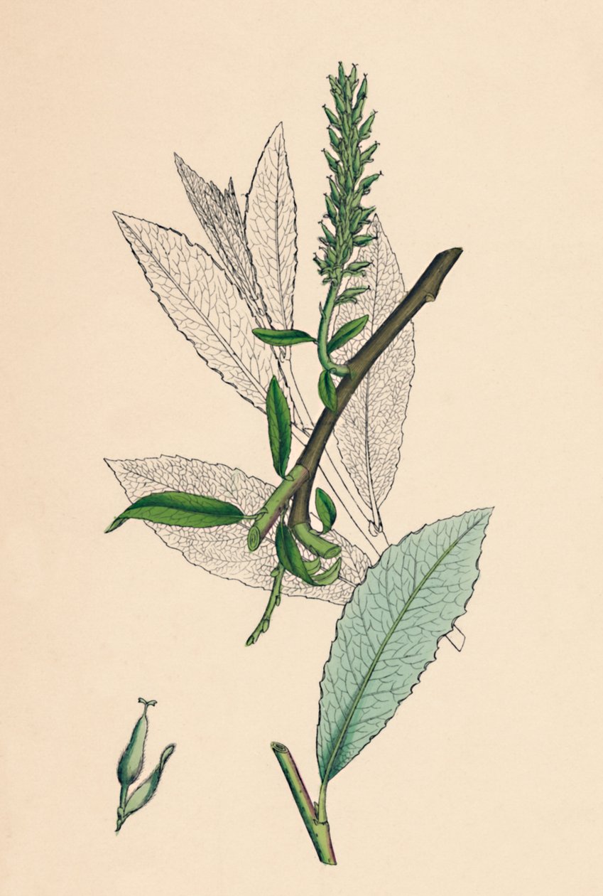 Salix phylicifolia, var. radikaanit. Teelehtinen Sallow, var. a., 1800-luku tekijältä Unbekannt