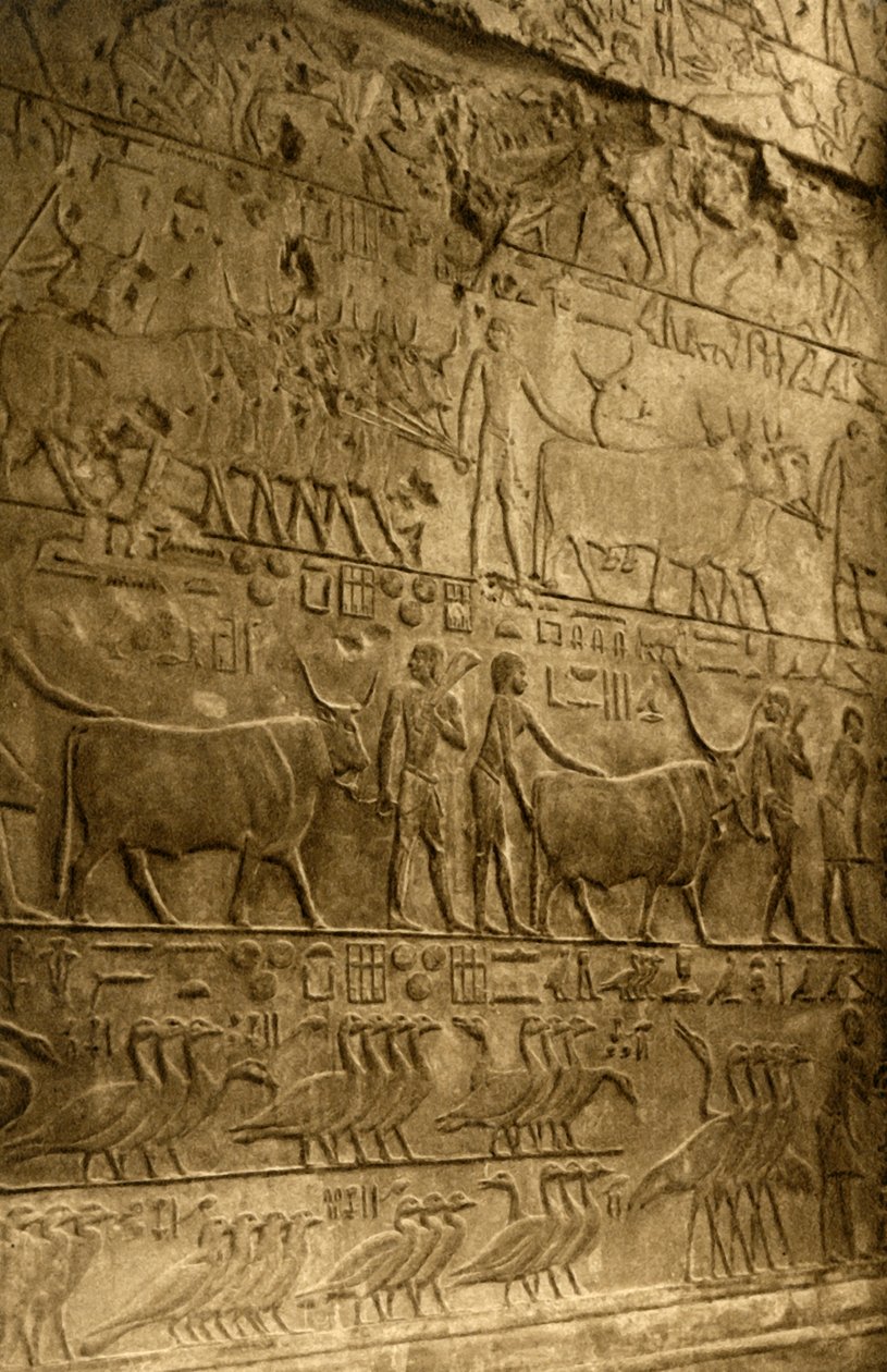 Saqqara - Ptahotepin hauta - seinämaalauskoristelu, c1918-c1939. tekijältä Unbekannt