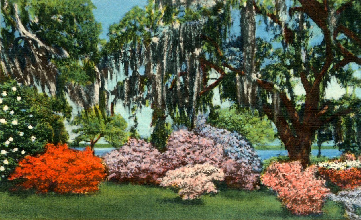 Kohtaus Belle Isle Gardensissa lähellä Georgetownia, S.C.:tä, 1942. tekijältä Unbekannt