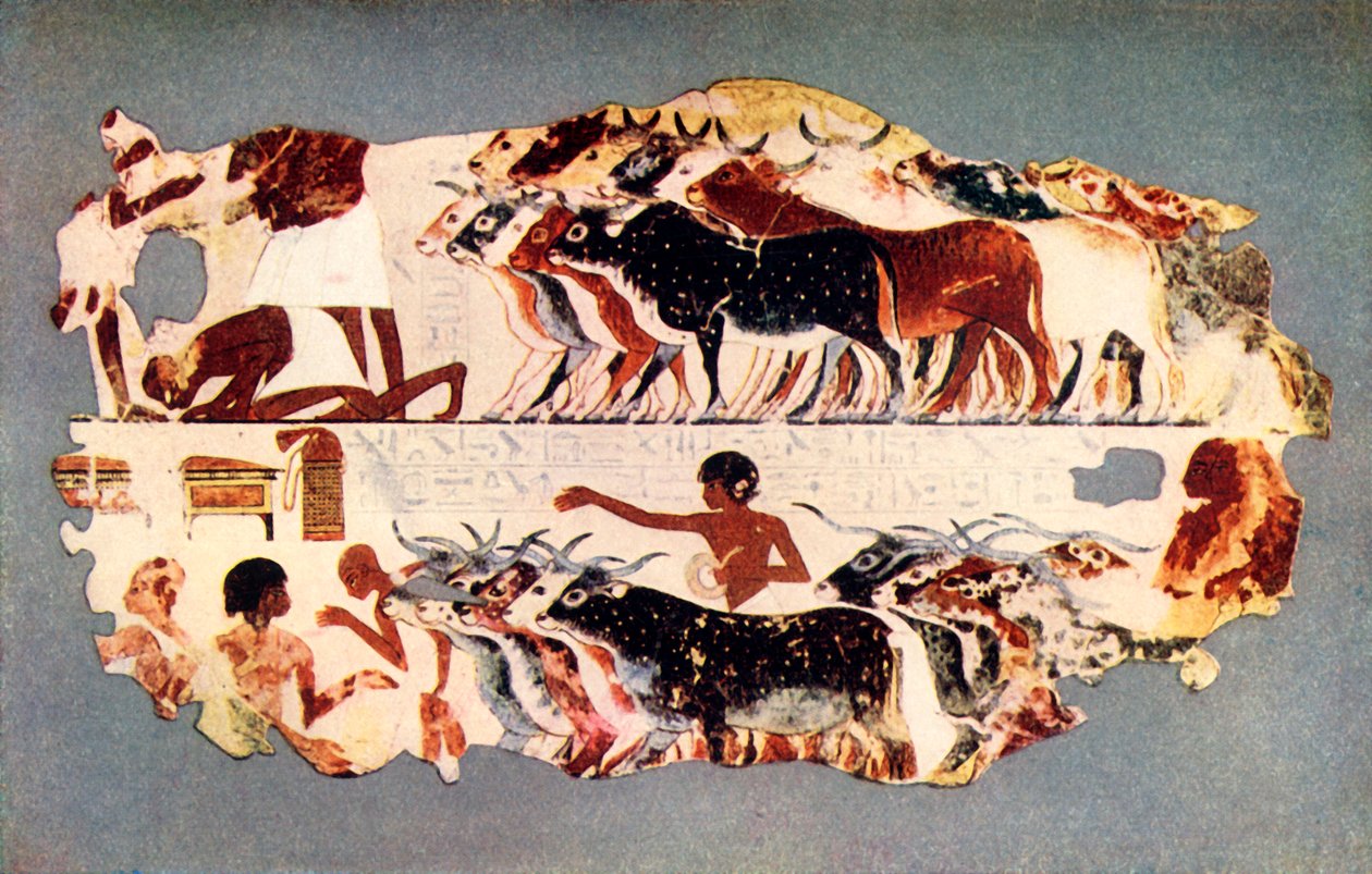 Kohtaus, joka esittää suuren karjalauman ajamista egyptiläisellä maatilalla, n. 1350 eKr., 1915. tekijältä Unbekannt