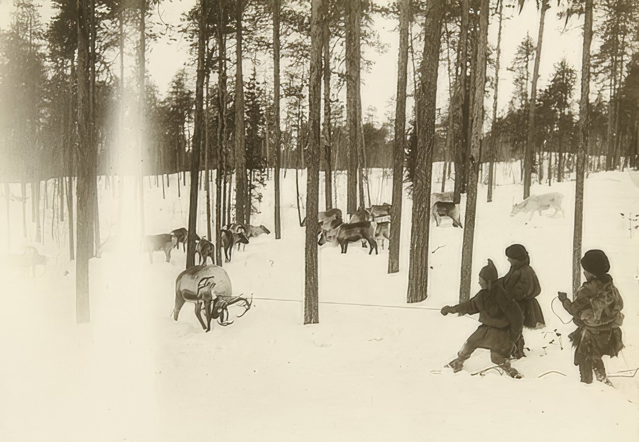 Ruotsi. Rag (siemen), kun pyydystetään poroa. Noin 1900 tekijältä Unbekannt