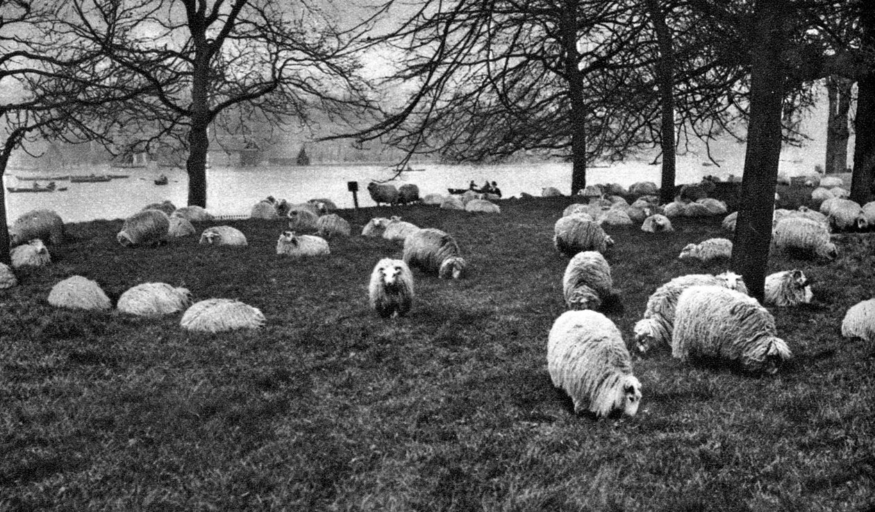 Skotlannin lampaat Serpentinen varrella, Hyde Park, Lontoo, 1926-1927 tekijältä Unbekannt