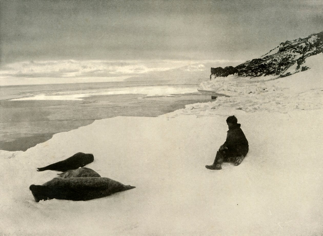 Seals at the Ice-Edge, c1908, 1909 tekijältä Unbekannt