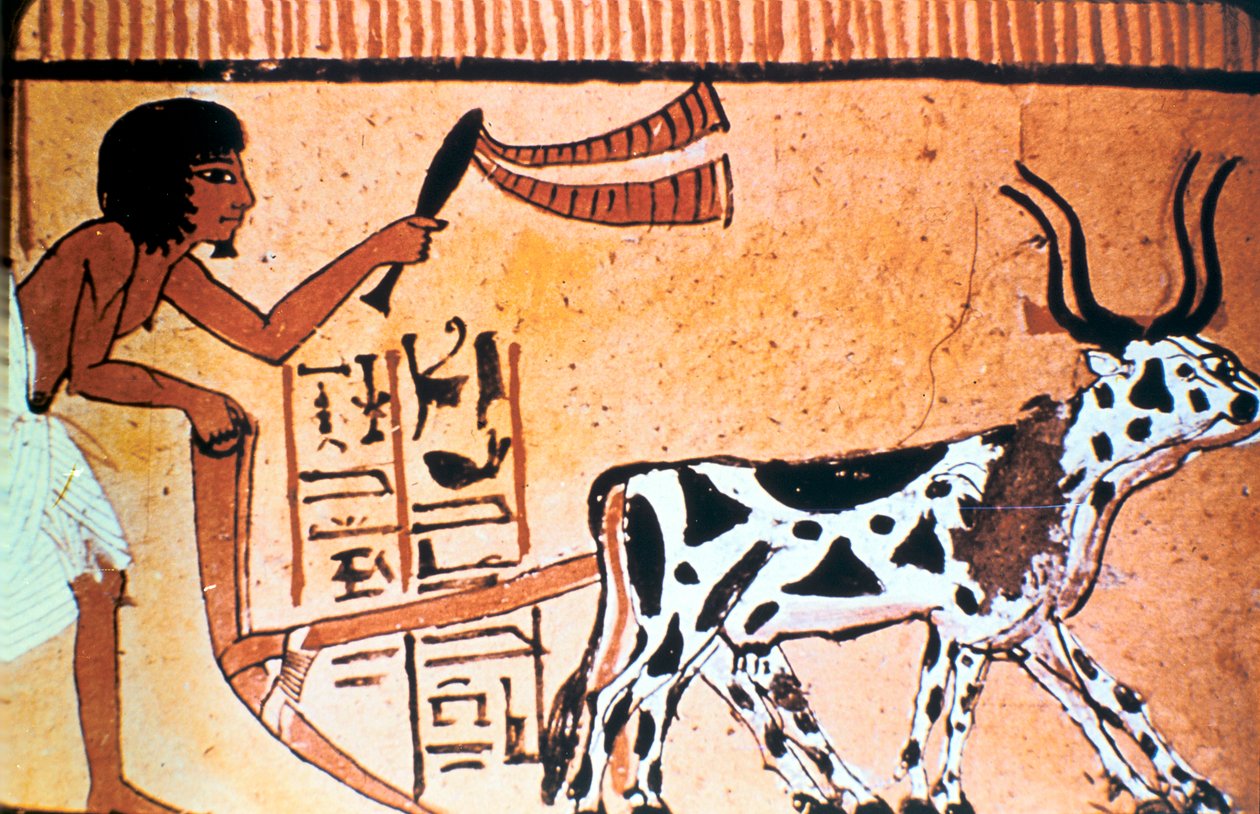 Sennutem kyntämässä karjan kanssa, muinainen egyptiläinen hautamaalaus, Uusi kuningaskunta 1550-1069 eKr. tekijältä Unbekannt